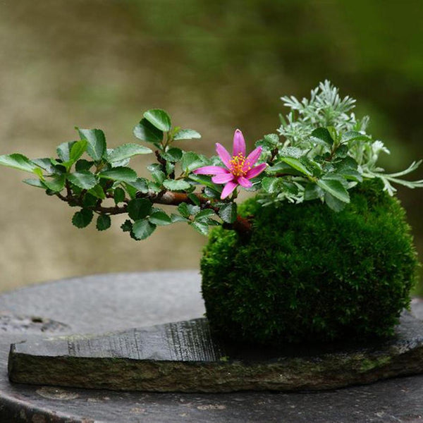Japanese Moss Ball Japanese Moss Ball