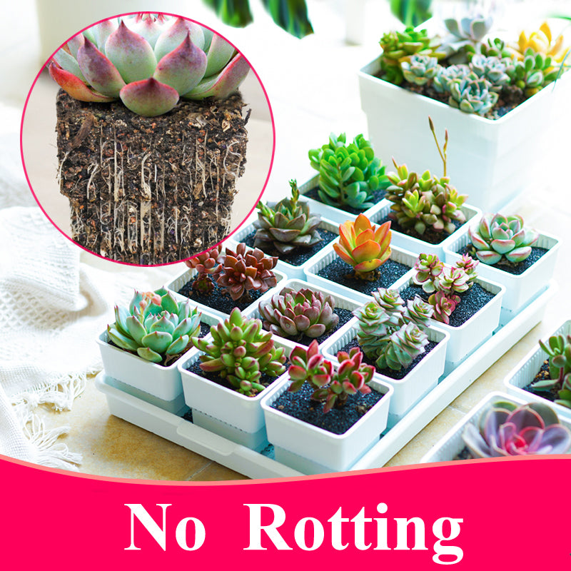 Meshpot 2 3 4 Inches Square Plastic Succulents Planter Pots With Tray Set,Nursery Pot Cactus Plant Pot Garden Pot