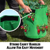 Vegetable Grow Bag